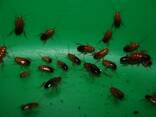 Гусаковский таракан или туркменский таракан (Shelfordella tartara) - кормовой таракан - фото 2