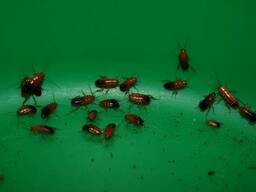 Гусаковский таракан или туркменский таракан (Shelfordella tartara) - кормовой таракан