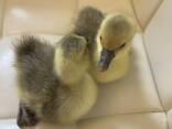 Гусята: Большая серая, Линда. Легарт. Мамут. Шипун качка. - фото 2