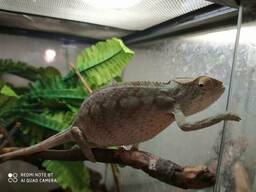 Хамелеон пантеровый. Ручная самка. Furcifer Pardalis.