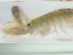 Гаммарус живий (бокоплав)