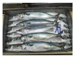 Гарячий продаж морепродуктів. Заморожена тихоокеанська скумбрія