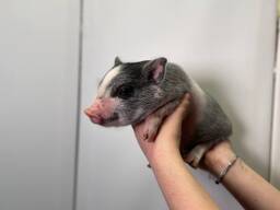 Гарненькі карликові міні піг різної статті, вони неймовірні