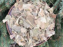 Гінкго білоба, сушене дерево гінкго, білий плід, дерево із золотими плодами