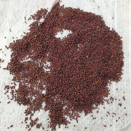 Гірчиця чорна Brassica nigra