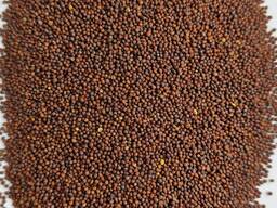 Гірчиця чорна (Brassica nigra)- 50 тон.