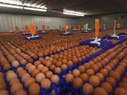 Холодильная камера для хранения яиц