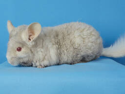 Гомобежевий рекс дівчинка шиншила