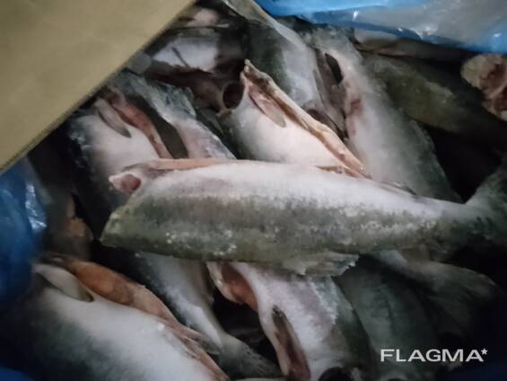 Горбуша 1,2-2,5