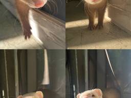 Хорек/фретка