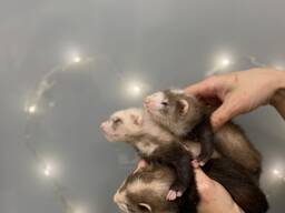 Хорьки декоративные малюки від 1міс