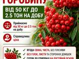 Горобина - фото 1