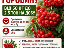 Горобина