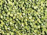 Горох зелений колотий або круглий (для переробки) куплю - фото 1