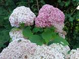 Гортензії волотисті, деревовидні і крупнолисті від 2-3 до 5-6 річок - фото 2