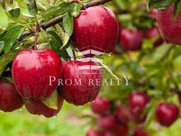 Господарство з вирощування яблук 80 т з 1 га!