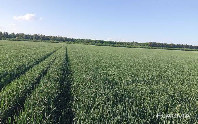 Готoве діюче аграрне господарство — майже 500 га, безпосередньо біля кордону з польщею