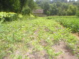 Готовий бізнес аграрний бізнес 12 га і інфраструктура . - фото 9
