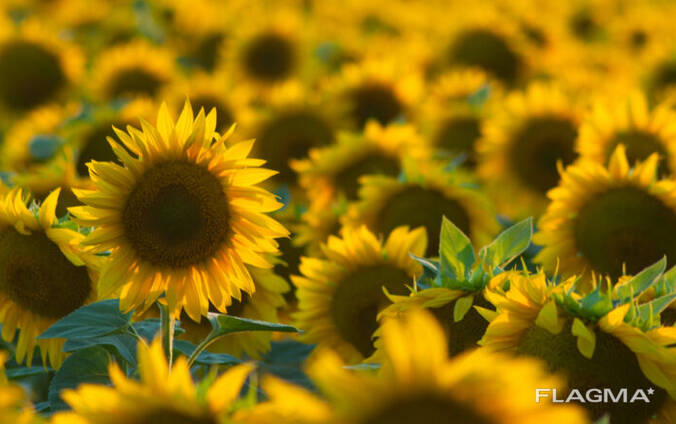 Готовий бізнес. Маслоекстракційний завод, Завод з переробки насіння соняшника