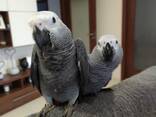 Говорящій та ручний папуга Жако, пташенята - фото 1
