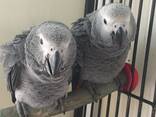 Говорящій та ручний папуга Жако, пташенята - фото 2