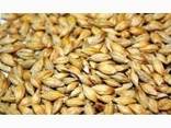 Хозяйство реализует зерно: пшеницы, ячменя, кукурузы, гороха !!!