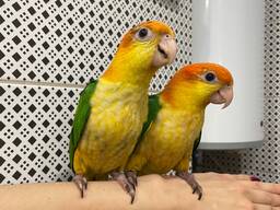 Грайливий каїк, каик, пташенята каїки