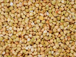 ГРЕЧКА ЗЕЛЕНА та Проділ зеленої гречки