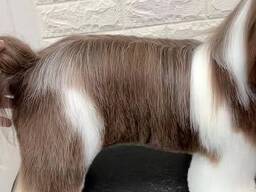 Грумінг для собак, стрижка, обрізання кігтиків, чистка вушок, догляд за шерстю та інше