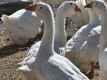 Гуси Холмогори - фото 2