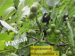 Саженцы грецкого ореха: 1й урожай через 1-2 года