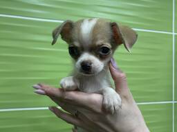 Ідеальний улюбленець чихуахуа