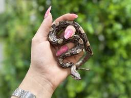 Императорский удав боа констриктор, малыши ручные полностью