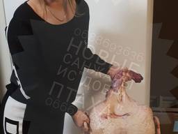 Индюк суточный бройлерный