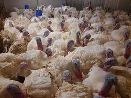 Индюшата Биг-6