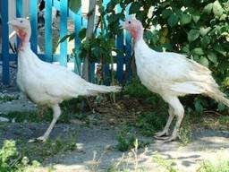 Индюшата БИГ-6 (Подрощенные самцы)