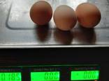 Инкубационное яйцо бройлера - фото 1