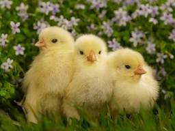 Продам курчата оптом та в роздріб