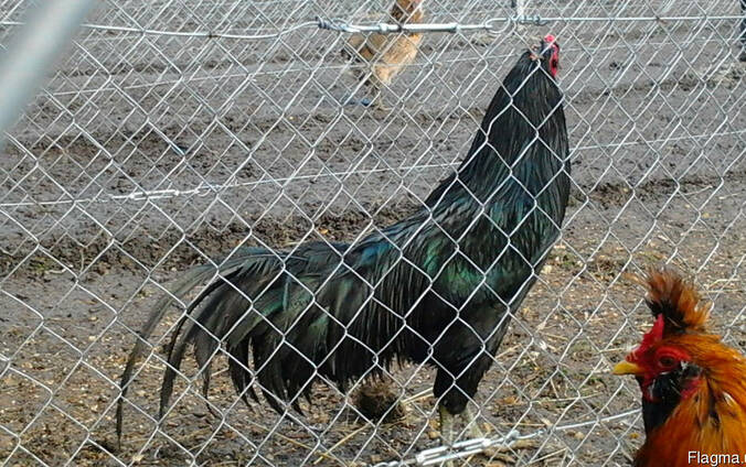 Инкубационное яйцо кур породы Суматра стандарт