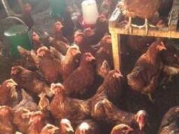 Инкубационное яйцо Ломан Браун