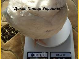 Инкубационные яйца перепела для маточного стада.