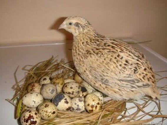 Инкубационные яйца перепела породы Феникс Золотистый бройлер