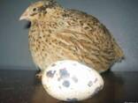 Инкубационные яйца перепела породы Феникс Золотистый бройлер - фото 3