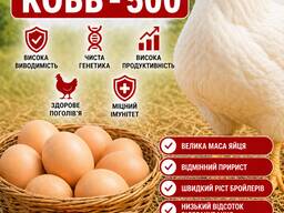 Інкубаційне яйце бройлера