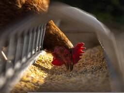 Інвестиції в сільське господарство та виробництво продуктів харчування