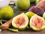 Инжир - 5 морозоустойчивых самоплодных сортов. - фото 2