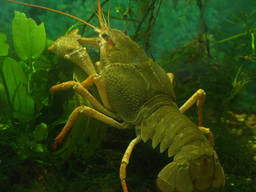 Ищем поставщиков живого рака