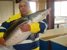 Предложение для инвестора