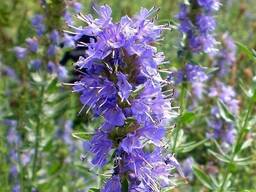 Иссоп лекарственный