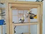 Изготовление клетки вольеры для декоративных птиц и др Ваших питомцев - фото 2